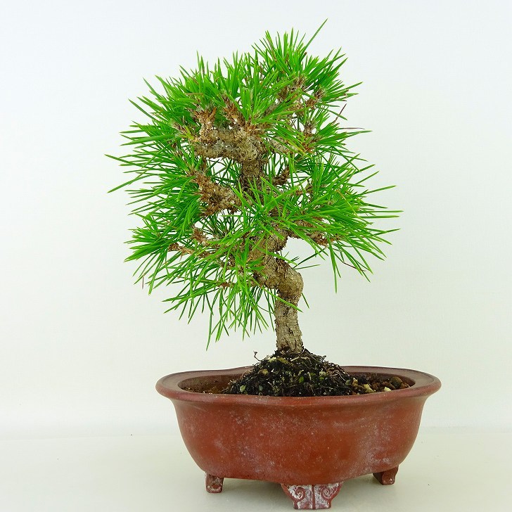  бонсай сосна сосна Тунберга высота дерева примерно 19cm....Pinus thunbergii черный matsumatsu. вечнозеленый игольчатое дерево .. для маленький товар на данный момент товар 