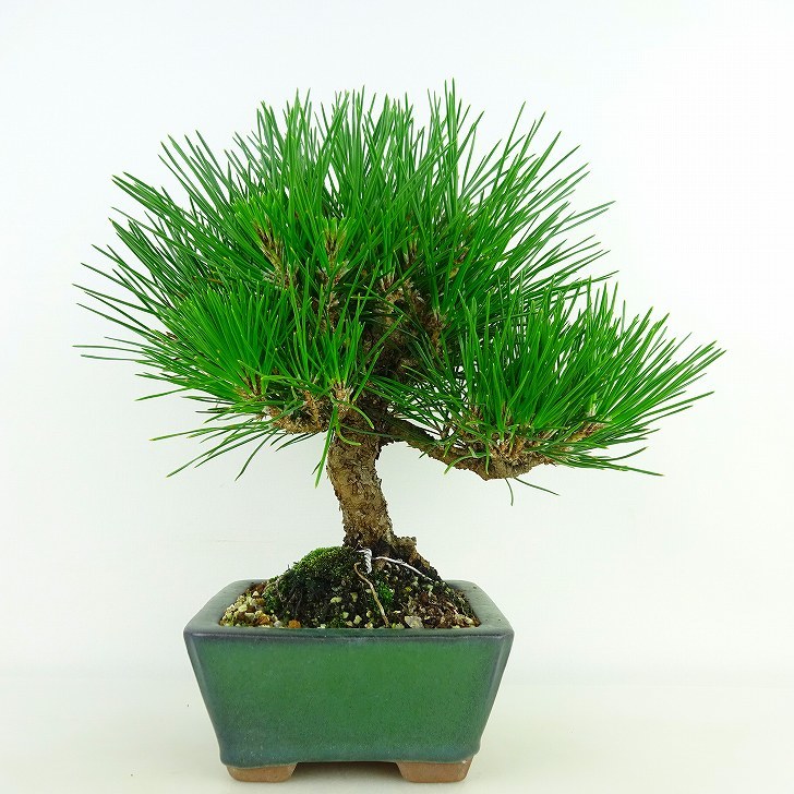 盆栽 松 黒松 樹高 上下 約9cm くろまつ Pinus thunbergii クロマツ マツ科 常緑針葉樹 観賞用 小品 現品 送料無料