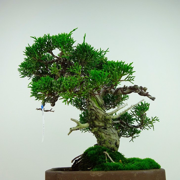 盆栽 真柏 樹高 約19cm しんぱく Juniperus chinensis シンパク “ジン シャリ” ヒノキ科 常緑樹 観賞用 小品 現品_画像3