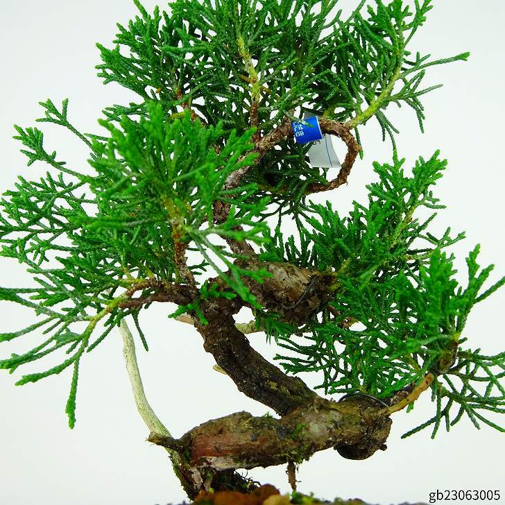 盆栽 真柏 樹高 約15cm しんぱく Juniperus chinensis シンパク “ジン” ヒノキ科 常緑樹 観賞用 小品 現品_画像8