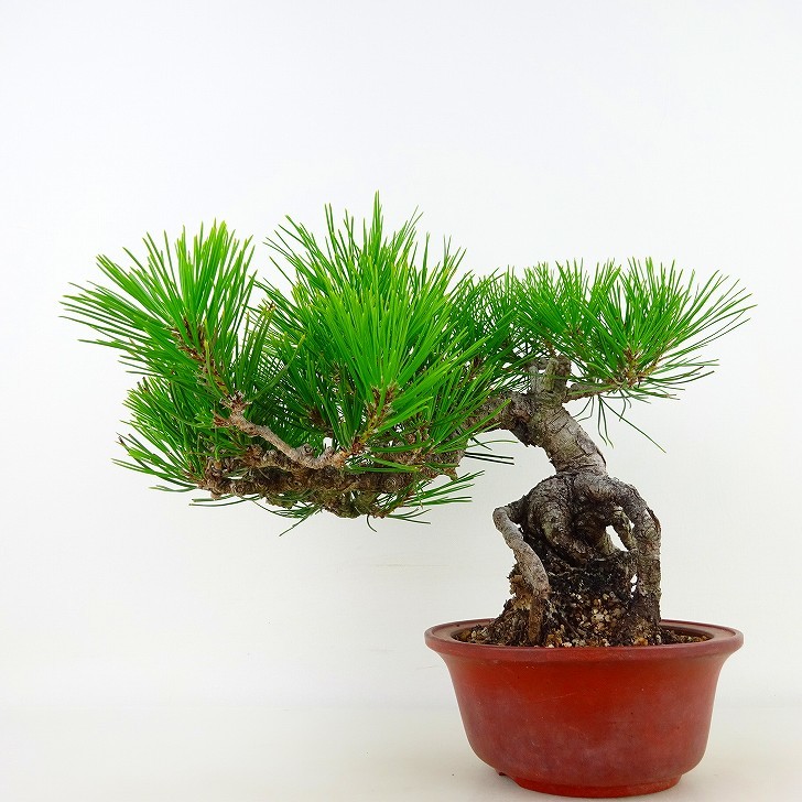 盆栽 松 黒松 樹高 約17cm くろまつ Pinus thunbergii クロマツ 根上り マツ科 常緑針葉樹 観賞用 小品 現品