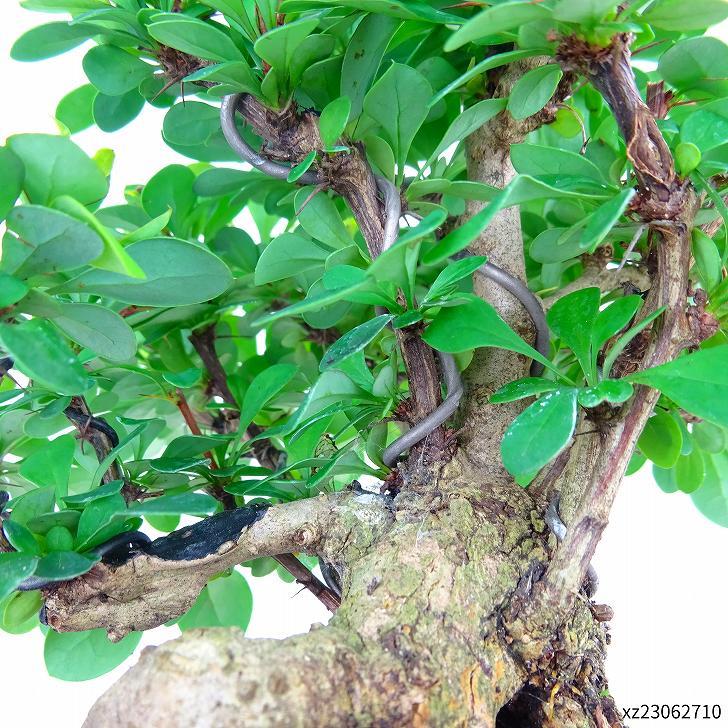 盆栽 目木 樹高 約13cm めぎ Berberis thunbergii メギ メギ科 落葉樹 観賞用 小品 現品_画像8