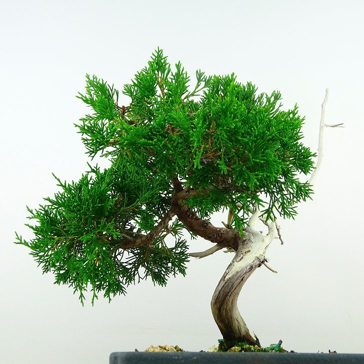  bonsai genuine Kashiwa height of tree approximately 35cm....Juniperus chinensissin Park * Gin car li~ hinoki . evergreen tree .. for reality goods 