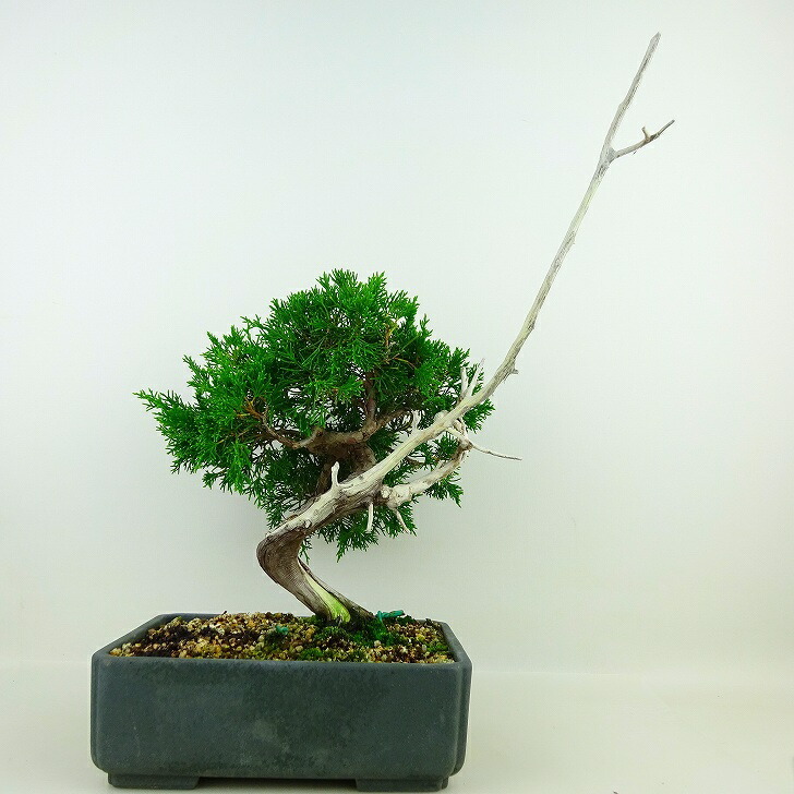  bonsai genuine Kashiwa height of tree approximately 35cm....Juniperus chinensissin Park * Gin car li~ hinoki . evergreen tree .. for reality goods 