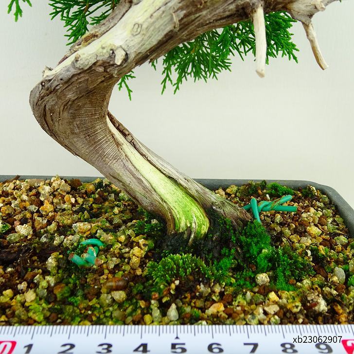  bonsai genuine Kashiwa height of tree approximately 35cm....Juniperus chinensissin Park * Gin car li~ hinoki . evergreen tree .. for reality goods 