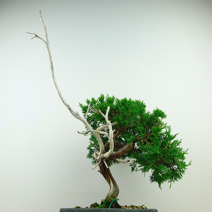  bonsai genuine Kashiwa height of tree approximately 35cm....Juniperus chinensissin Park * Gin car li~ hinoki . evergreen tree .. for reality goods 