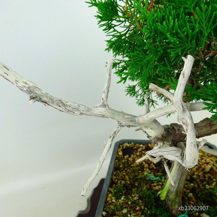  bonsai genuine Kashiwa height of tree approximately 35cm....Juniperus chinensissin Park * Gin car li~ hinoki . evergreen tree .. for reality goods 