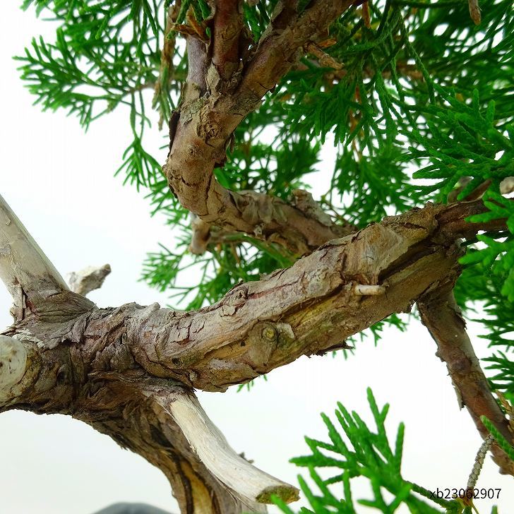  bonsai genuine Kashiwa height of tree approximately 35cm....Juniperus chinensissin Park * Gin car li~ hinoki . evergreen tree .. for reality goods 