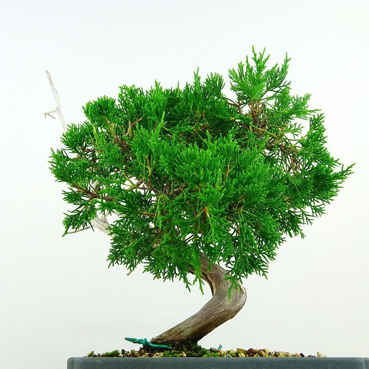  bonsai genuine Kashiwa height of tree approximately 35cm....Juniperus chinensissin Park * Gin car li~ hinoki . evergreen tree .. for reality goods 