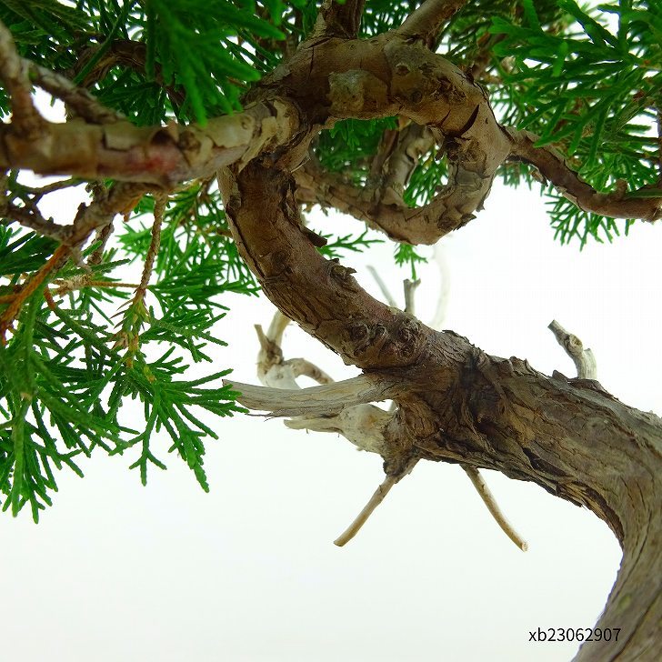  bonsai genuine Kashiwa height of tree approximately 35cm....Juniperus chinensissin Park * Gin car li~ hinoki . evergreen tree .. for reality goods 