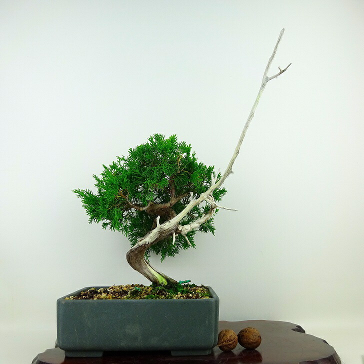  bonsai genuine Kashiwa height of tree approximately 35cm....Juniperus chinensissin Park * Gin car li~ hinoki . evergreen tree .. for reality goods 