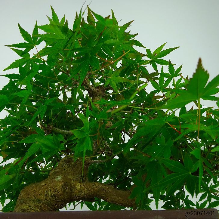  bonsai . leaf height of tree approximately 20cm maple Acer palmatummomiji maple . deciduous tree .. for small goods reality goods 