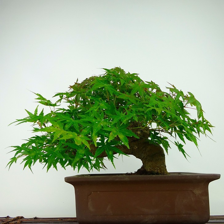  bonsai . leaf height of tree approximately 20cm maple Acer palmatummomiji maple . deciduous tree .. for small goods reality goods 