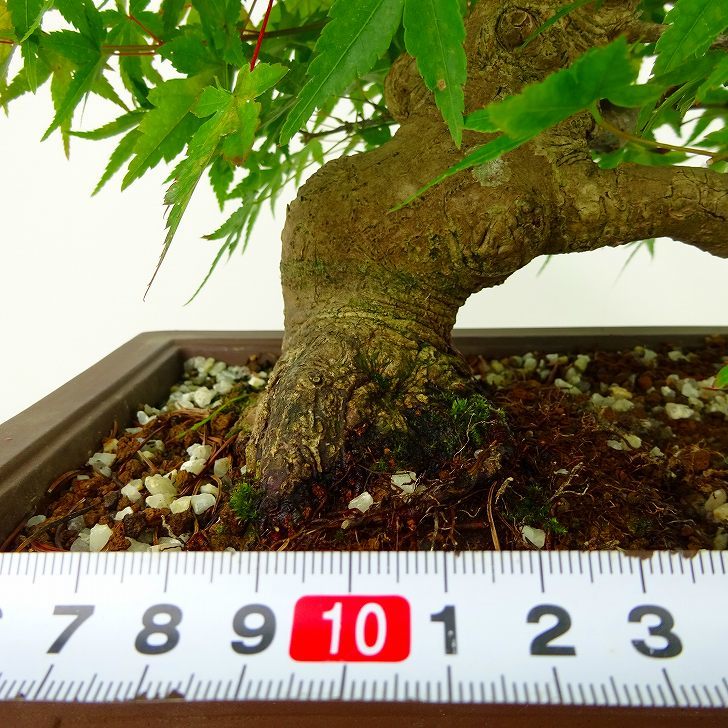  bonsai . leaf height of tree approximately 20cm maple Acer palmatummomiji maple . deciduous tree .. for small goods reality goods 