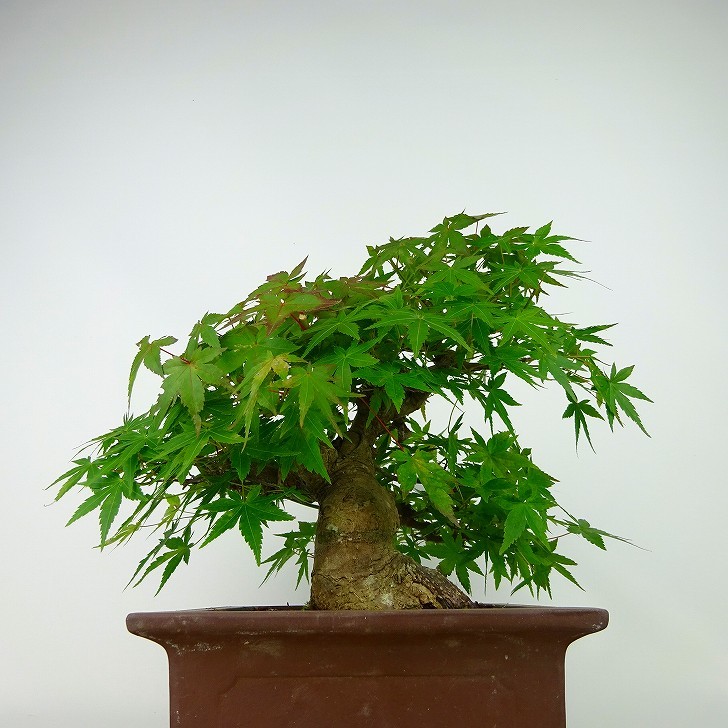  bonsai . leaf height of tree approximately 20cm maple Acer palmatummomiji maple . deciduous tree .. for small goods reality goods 