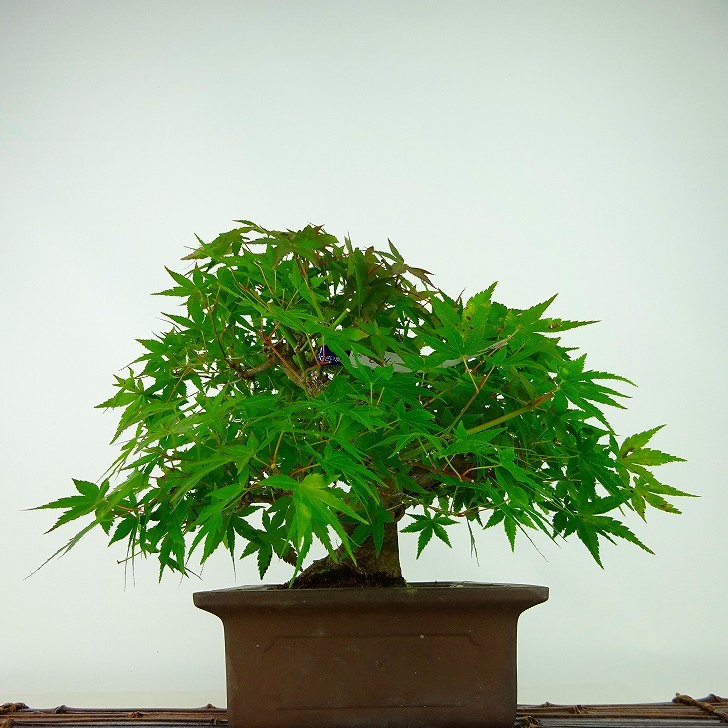  bonsai . leaf height of tree approximately 20cm maple Acer palmatummomiji maple . deciduous tree .. for small goods reality goods 