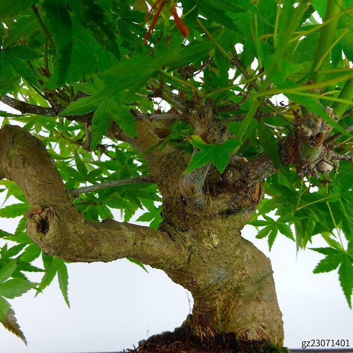  bonsai . leaf height of tree approximately 20cm maple Acer palmatummomiji maple . deciduous tree .. for small goods reality goods 