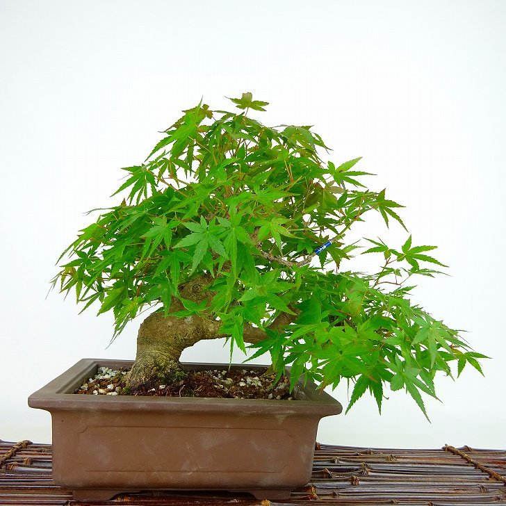  bonsai . leaf height of tree approximately 20cm maple Acer palmatummomiji maple . deciduous tree .. for small goods reality goods 