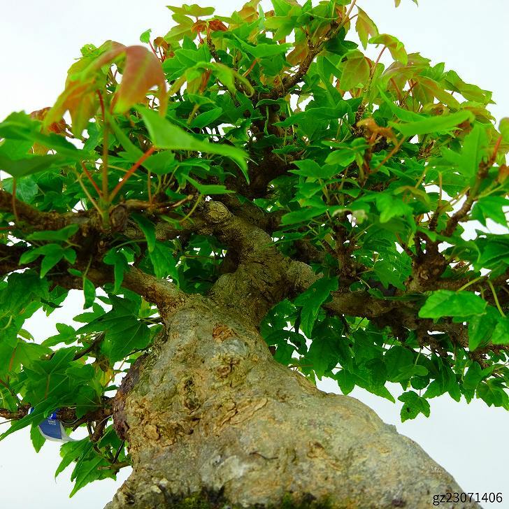  бонсай клен высота дерева примерно 16cm клен высококлассный бонсай Acer клён . лист клён . листопадные растения .. для маленький товар на данный момент товар 