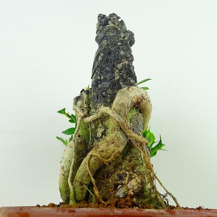 盆栽梔子樹高約12cm くちなしGardenia jasminoides クチナシ石付き