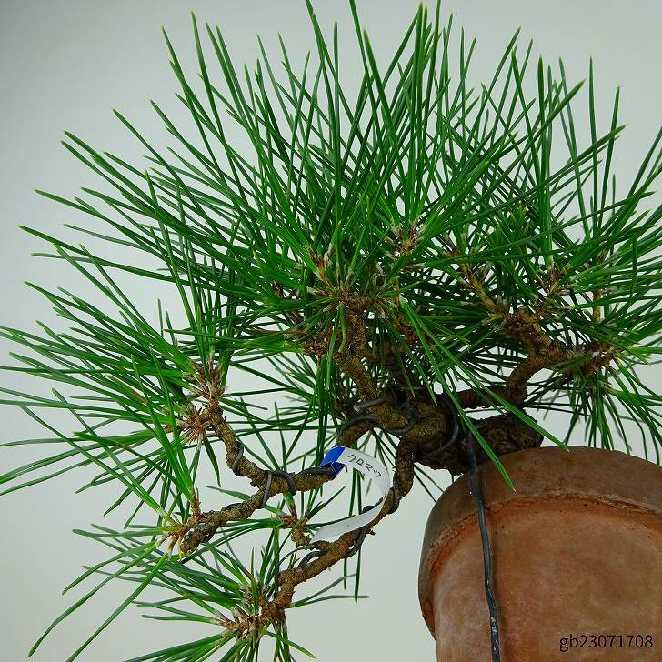 盆栽 松 黒松 樹高 上下 約18cm くろまつ Pinus thunbergii クロマツ マツ科 常緑針葉樹 観賞用 小品 現品_画像6