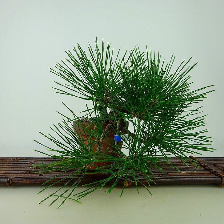 盆栽 松 黒松 樹高 上下 約18cm くろまつ Pinus thunbergii クロマツ マツ科 常緑針葉樹 観賞用 小品 現品_画像2