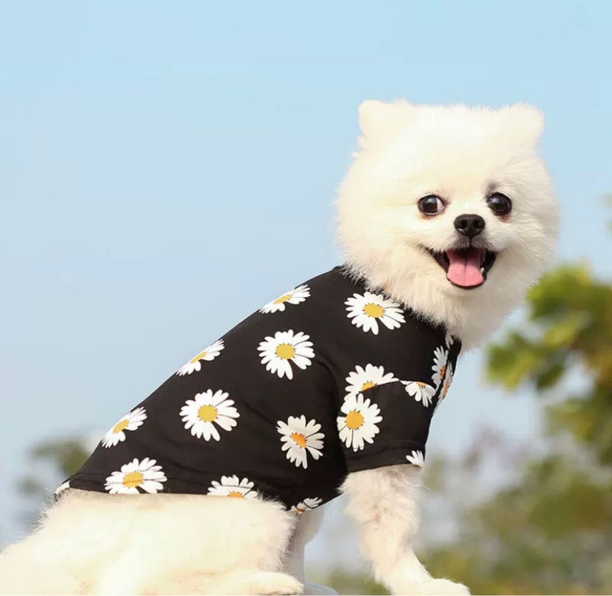大人気　春夏　可愛いペット服　犬服猫服ドッグウェア 伸縮性　菊　ブラック  Mサイズ