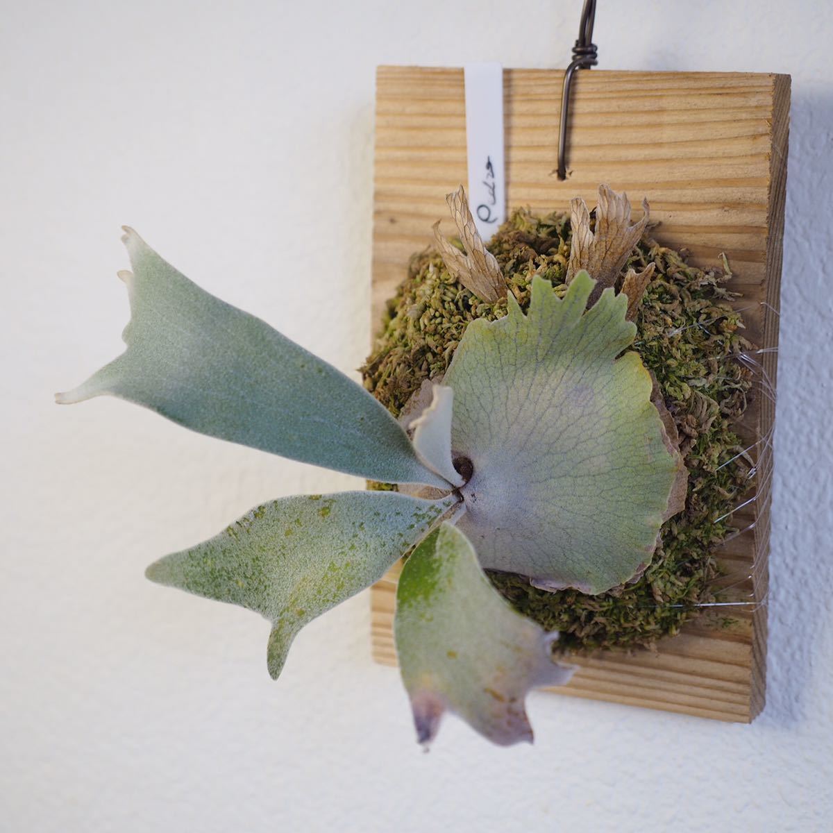 Platycerium Pedro Tatsuta/ビカクシダ ペドロ タツタ/珍奇植物 Platycerium Pedro Tatsuta/ビカクシダ ペドロ タツタ/珍奇植物