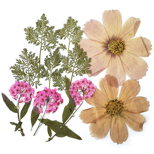  этот день отправка засушенный цветок Mix лиловый * розовый серия 14×10cm размер 1 листов 2209 pf18
