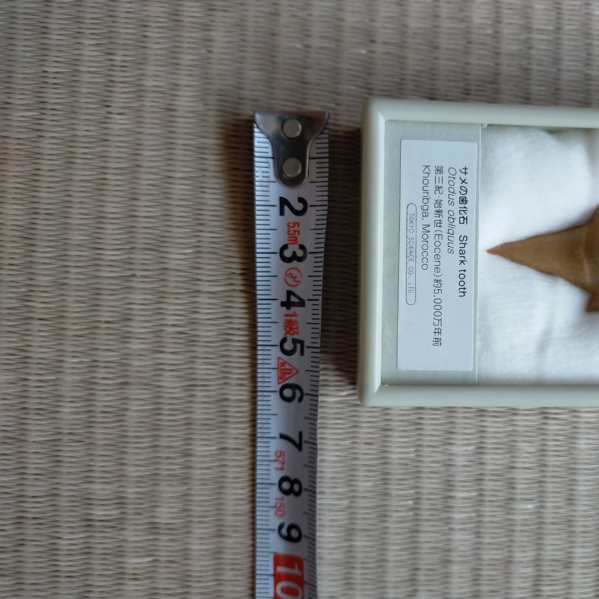 サメの歯　化石　Shark tooth 第三紀　始新世　約5000万年前　Tokyo Science Co.,Ltd_画像3