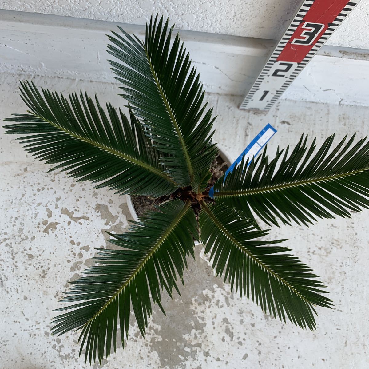  саговник примерно :30cm [sago palm/. металлический /.../ cocos nucifera. дерево / садовое дерево / праздник /. futoshi / Nankoku способ / сад / драцена ]243051