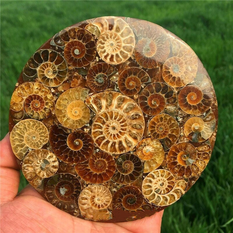  prompt decision * Power Stone natural stone Anne mo Night fossil slice plate nachula shell volume . specimen healing interior 