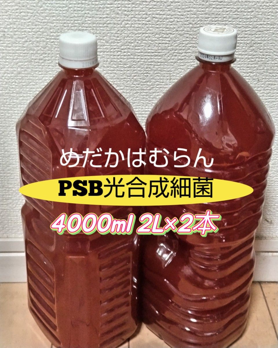 光合成細菌PSB（自家培養）4000ml（2L×2本）