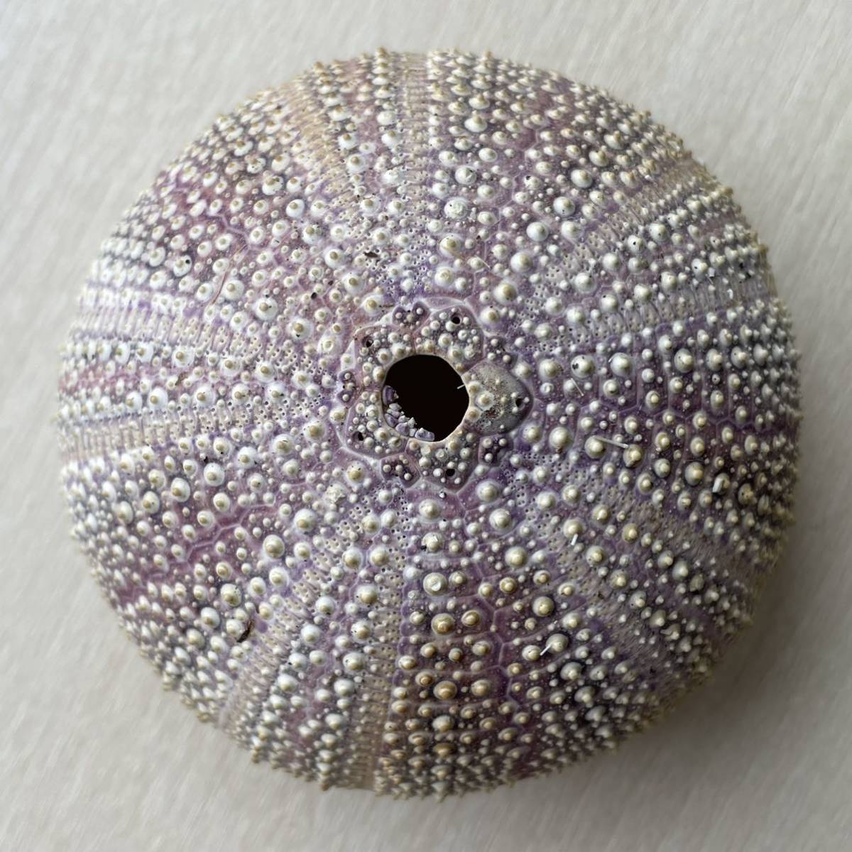 ヨーロッパオオウニ ④ ウニ ウニ殻 レインボーウニ 貝殻 貝殻標本 海 