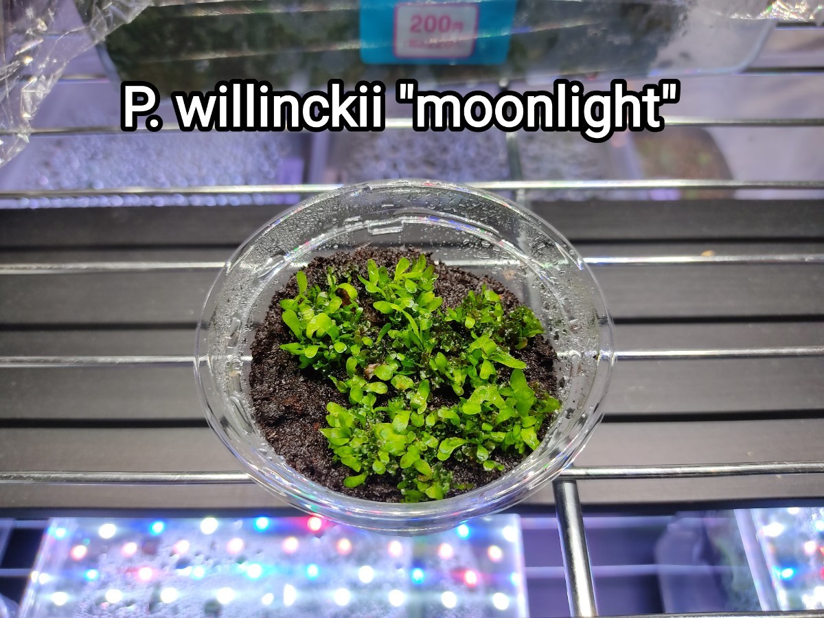 史博物館 ビカクシダ willinckii moonlight 胞子体 前葉体 - フラワー