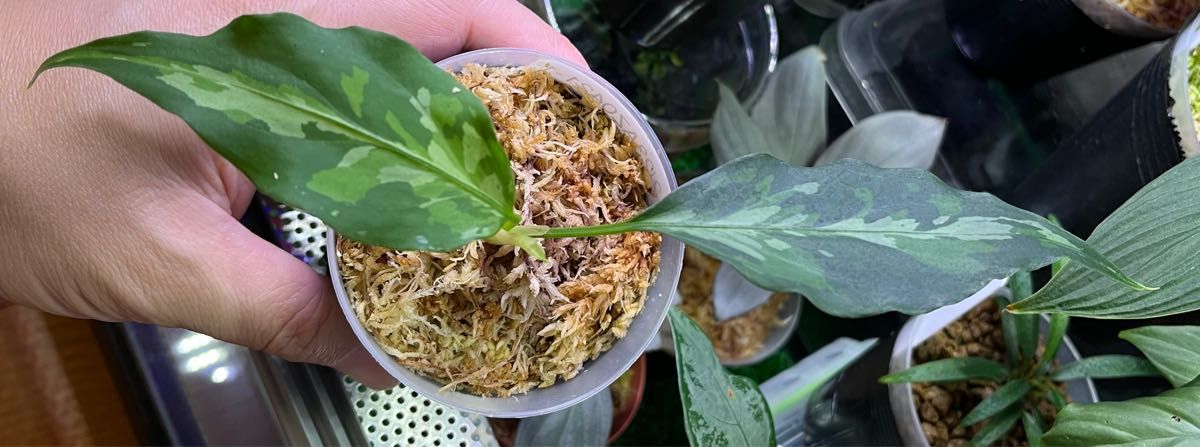 Aglaonema pictum Aglaonema pictum