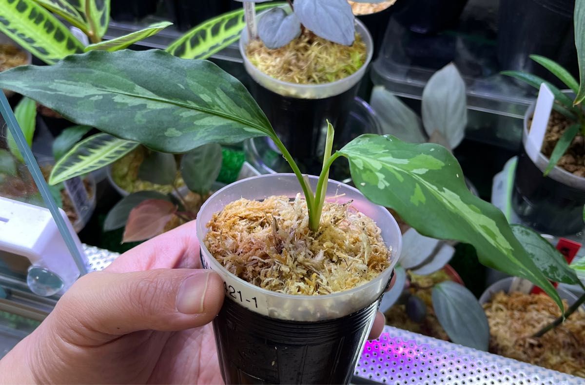 Aglaonema pictum Aglaonema pictum