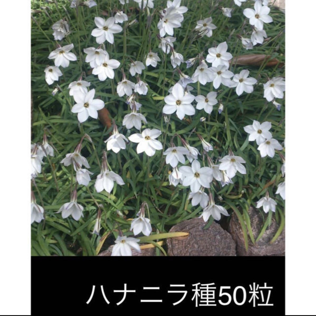 ハナニラの種　50粒　ニラハナ　今年採集_画像1