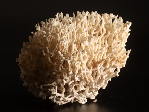 流】鑑賞美術白珊瑚重量1651g KP867 | JChere雅虎拍卖代购