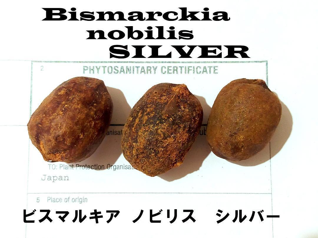 3月入荷 ビスマルキア ノビリス シルバー 5粒 種 種子 Bismarckia