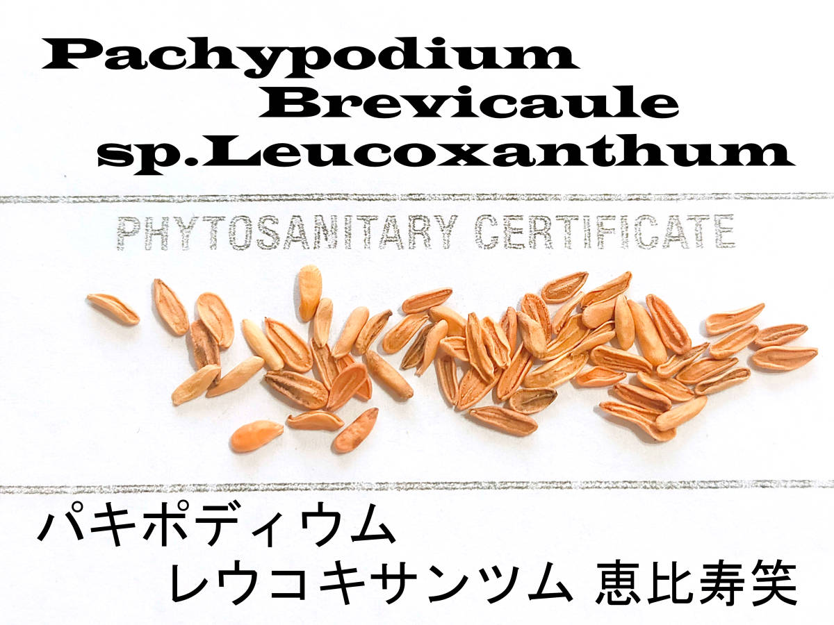 7月入荷 20粒+ パキポディウム ブレビカウレ 恵比寿笑 種子 種