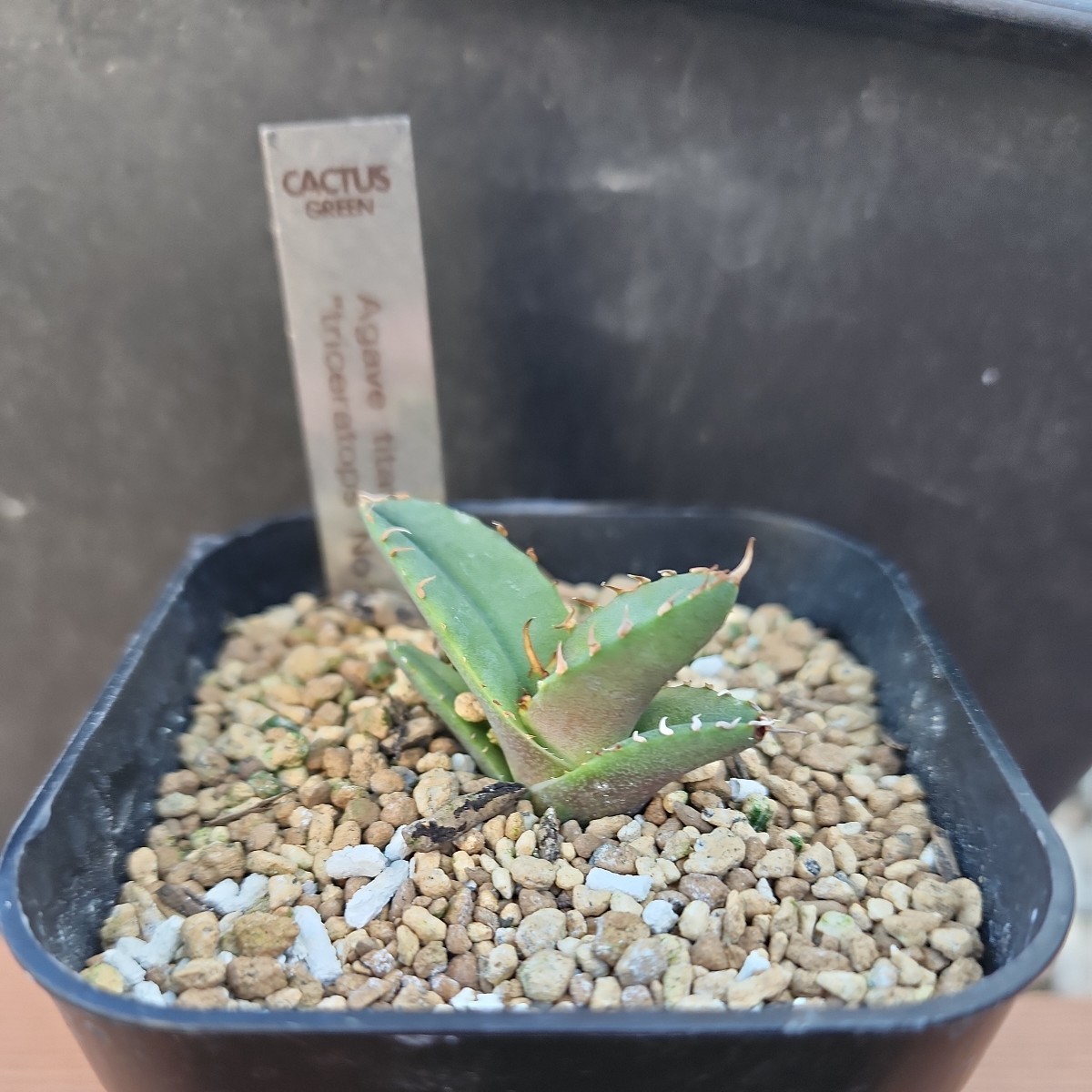 Agave titanota triceratops 白犀牛② アガベ 多肉植物 Agave titanota triceratops 白犀牛② アガベ 多肉植物