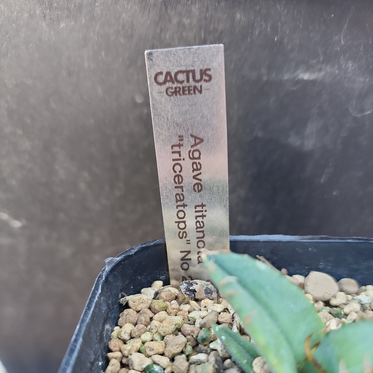 Agave titanota triceratops 白犀牛② アガベ 多肉植物 Agave titanota triceratops 白犀牛② アガベ 多肉植物