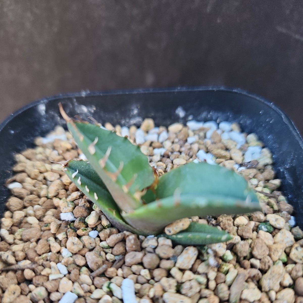 Agave titanota triceratops 白犀牛② アガベ 多肉植物 Agave titanota triceratops 白犀牛② アガベ 多肉植物