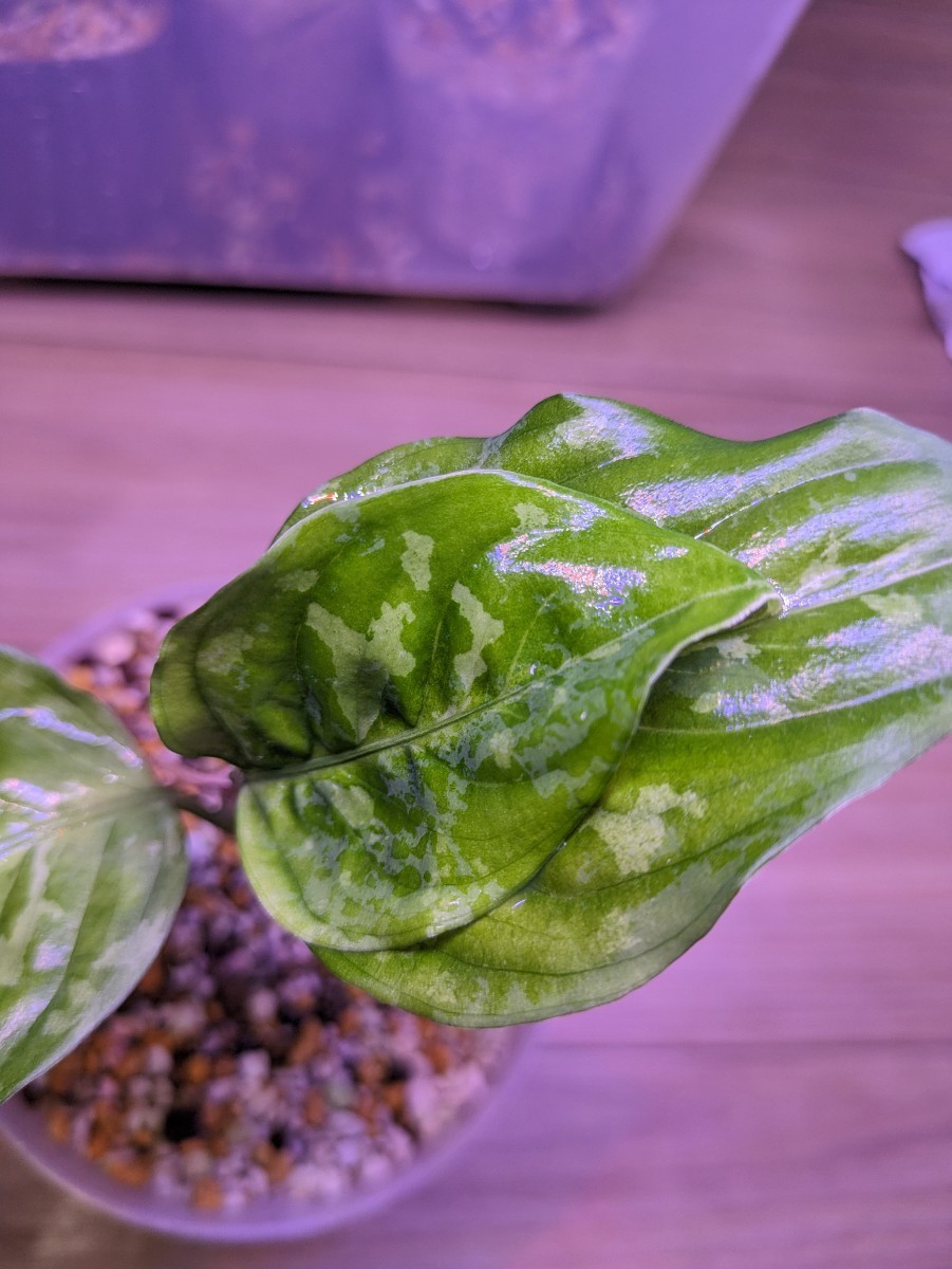 正規タグ付き ネームド アグラオネマ ピクタム Aglaonema pictum