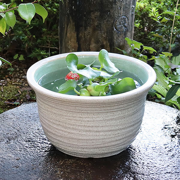 信楽焼 睡蓮鉢 メダカ鉢 おしゃれ めだか鉢 陶器 水鉢 ビオトープ
