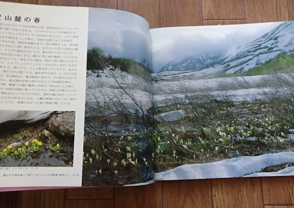 ＆◆[山と渓谷]◆木原浩の白馬岳の花◆新装グラフ◆山と渓谷社:刊◆_画像4