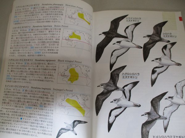 鳥６３０図鑑 日本鳥類保護連盟 野鳥観察 バードウォッチング 平成元年/重版 動物 図鑑_画像7