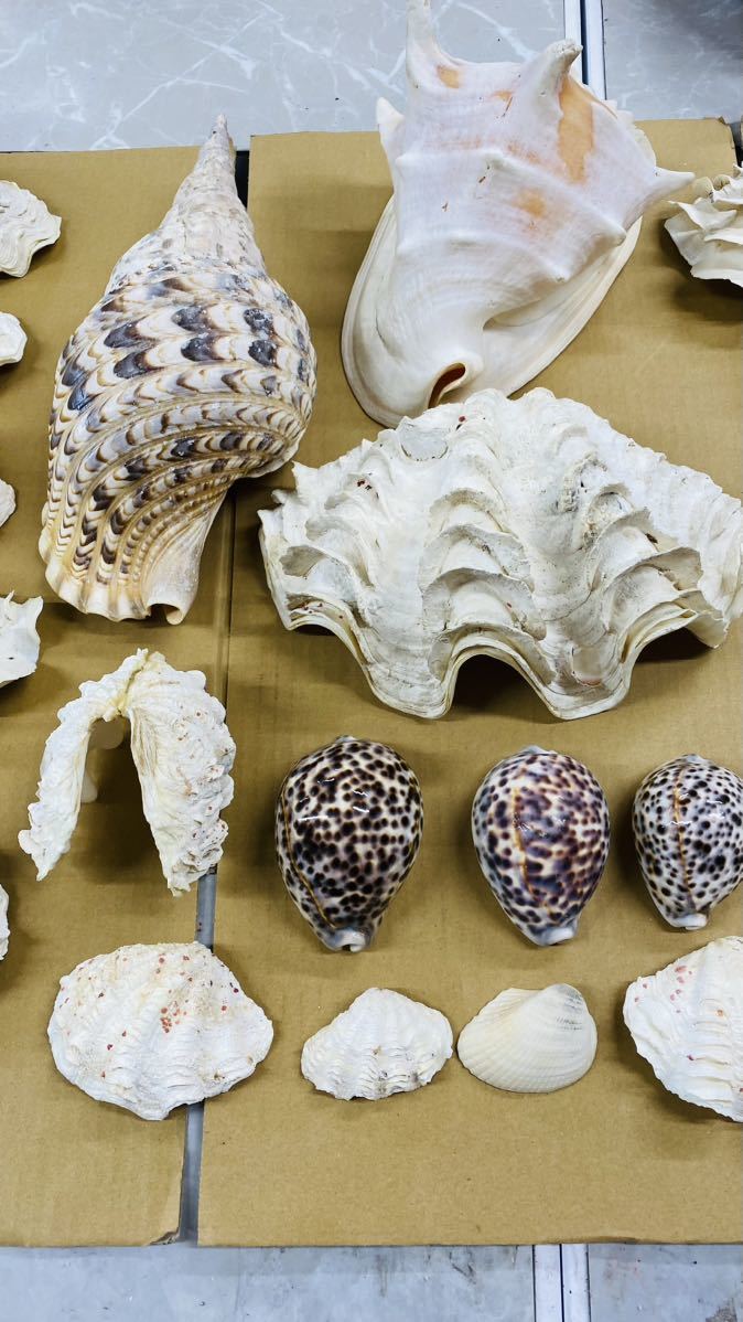 貝殻コレクション | www.qmsbrasil.com.br