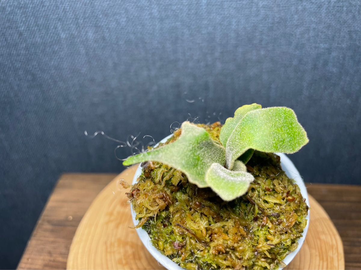 pwillinckii bacteriaDwarfバクテリアスーパードワーフ7-